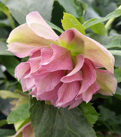 Wedding Party™ Maid of Honor Lenten Rose